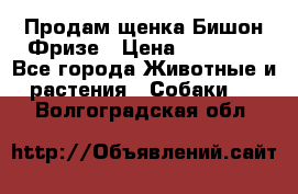 Продам щенка Бишон Фризе › Цена ­ 30 000 - Все города Животные и растения » Собаки   . Волгоградская обл.